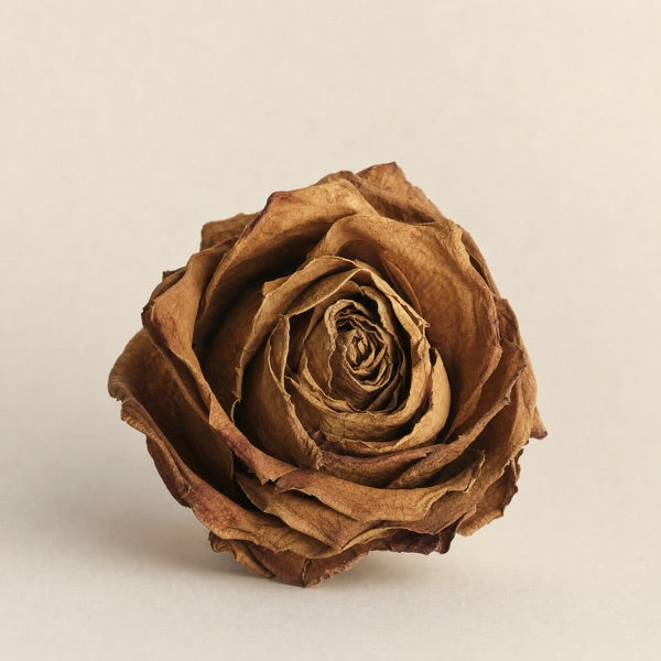 Petali di Rosa