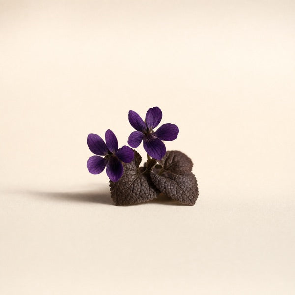 Foglia di violetta
